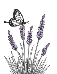 butterfly perches on a blooming lavender bush